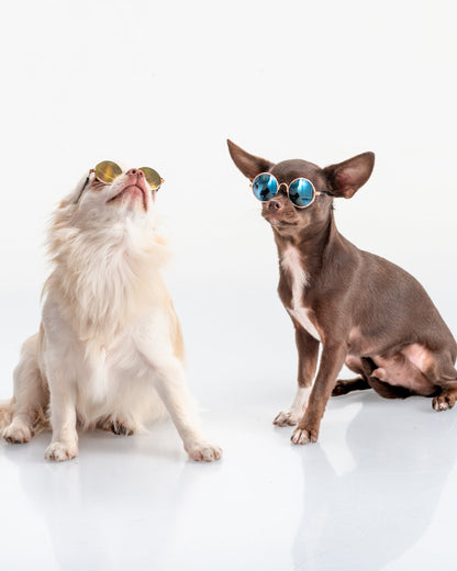GAFAS PARA MASCOTAS MINI