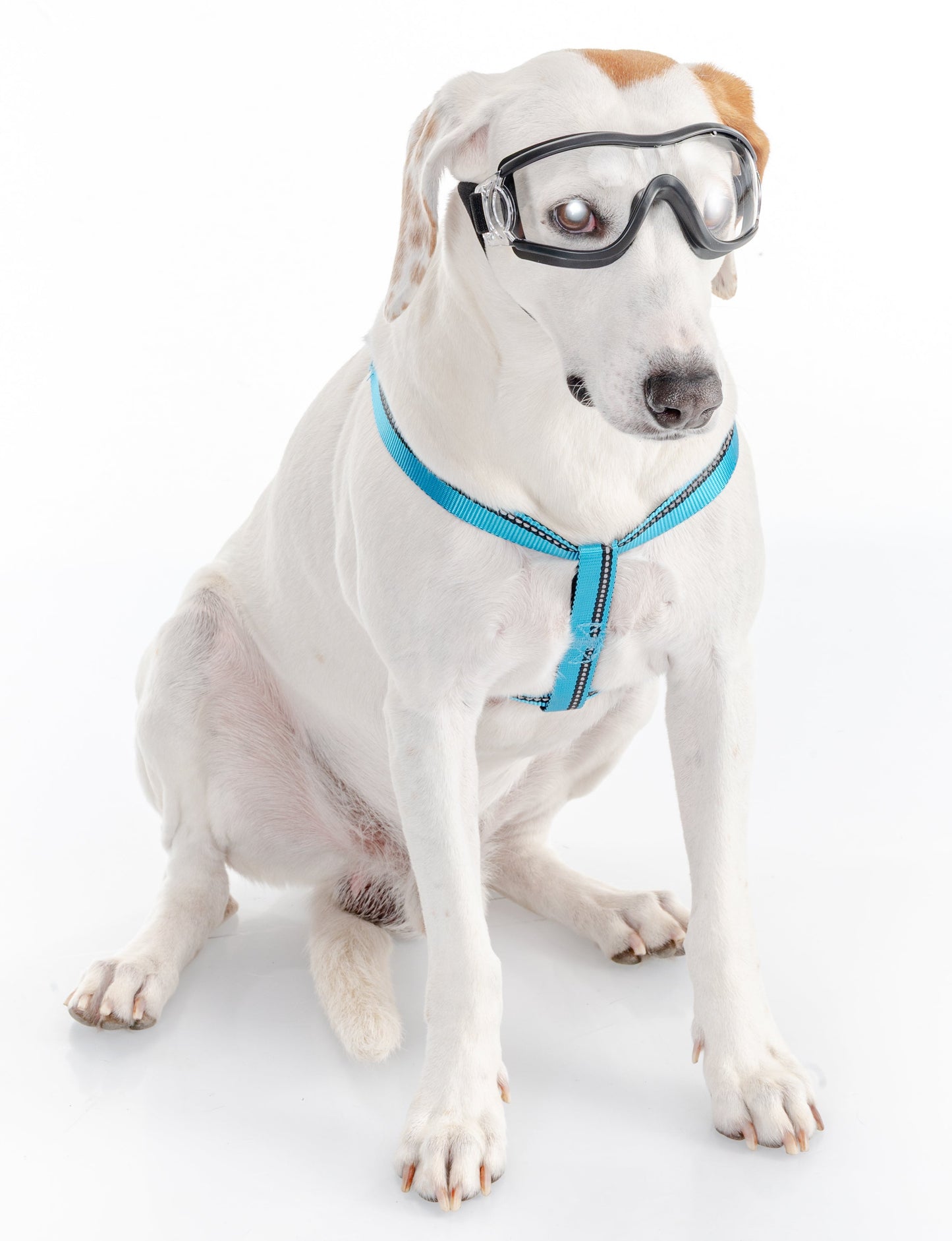GAFAS PARA MASCOTAS TRANSPARENTES