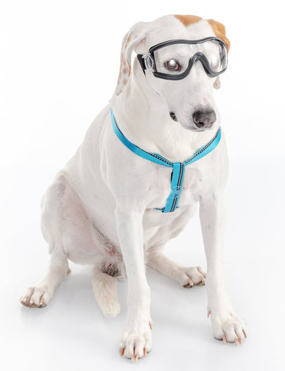 GAFAS PARA MASCOTAS TRANSPARENTES