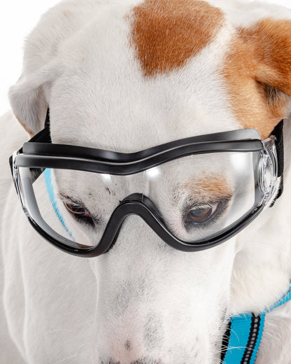 GAFAS PARA MASCOTAS TRANSPARENTES