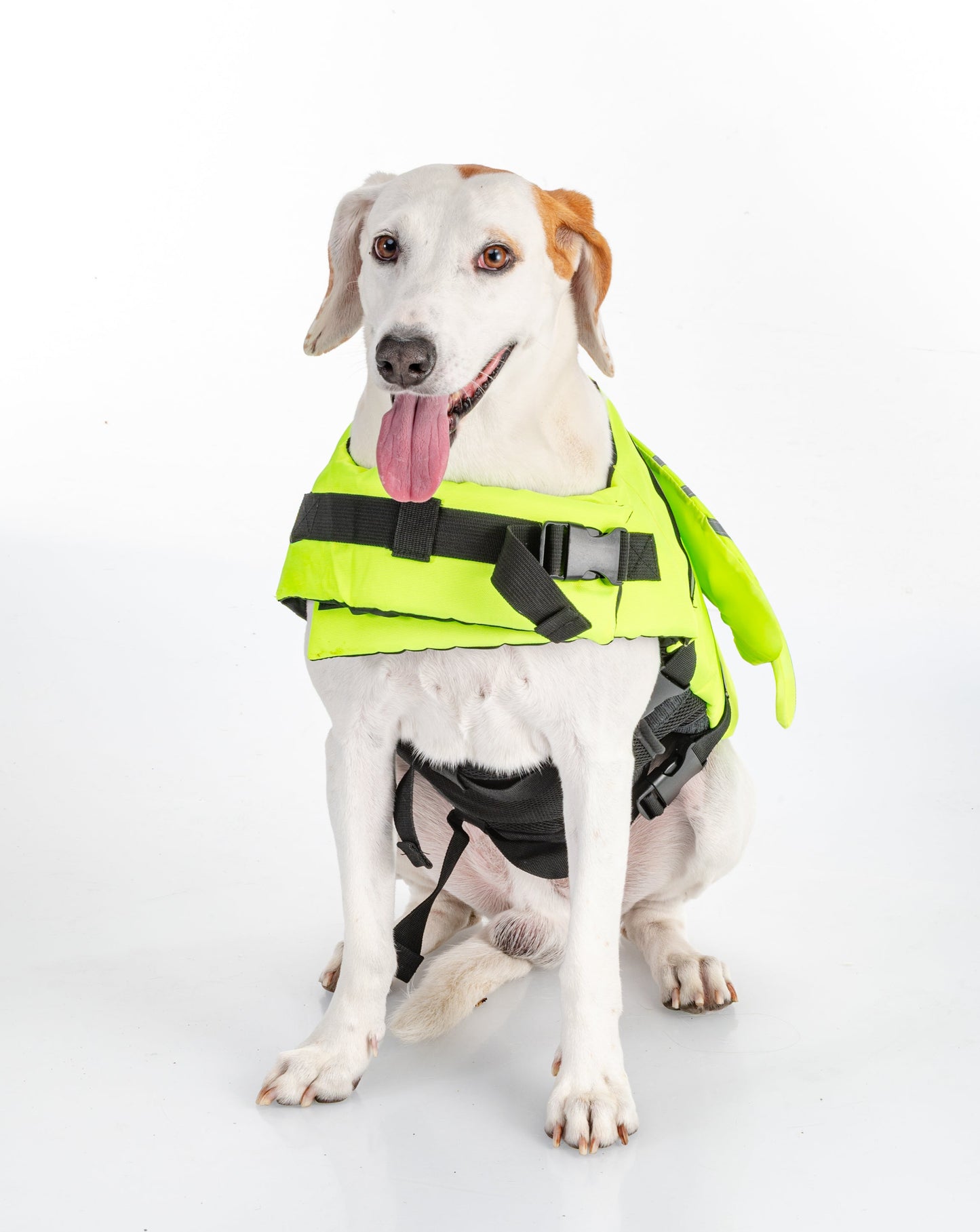 FLOTADOR PARA MASCOTAS COLORES