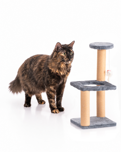 GIMNASIO PARA GATOS